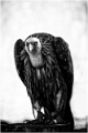 Birds (3)